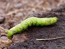 Caterpiller