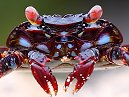 Crab