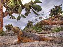 HDR Land Iguana