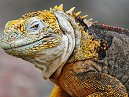 Land Iguana