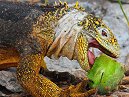 Land Iguana