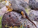 Land Iguanas