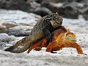 Land Iguanas