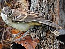 Mocking Bird