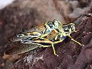 Painted Locusts