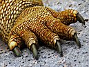 Santa Fe Iguana