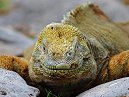 Santa Fe Iguana