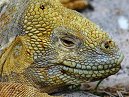 Santa Fe Iguana