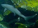Shark