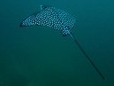 Spotted Eagle Ray