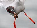 Swallow Tail Gull