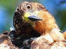 Galapagos Hawk