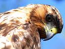 Galapagos Hawk