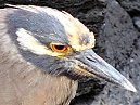 Night Heron