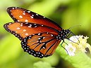 Queen Butterfly