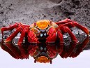 Crab