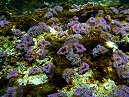 Sea Anemone