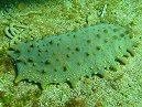 Sea Slug