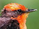 Vermillion Fly Catcher