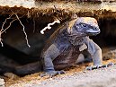 Young Marine Iguana