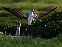 Boobie Landing