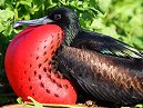 Frigate Bird