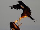 Frigate Birds