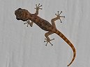 Gecko