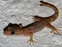 Gecko