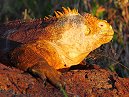 Land Iguana