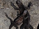 Marine Iguanas