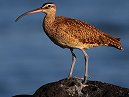 Whimbrel