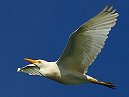 Cattle Egret