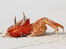 Ghost Crab