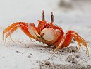 Ghost Crab