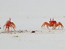 Ghost Crabs