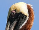 Pelican