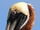 Pelican