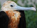 Frigate Bird