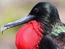 Frigate Bird