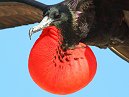 Frigate Bird