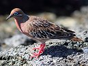 Galapagos Dove