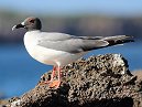 Gull
