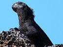 Marine Iguana