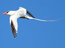 Red Billed Tropic Bird