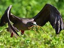 Red Footed Boobie