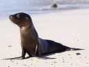 Sea Lion