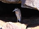 Yellow Crowned Night Heron