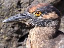 Yellow Crowned Night Heron