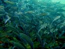Black Striped Salema